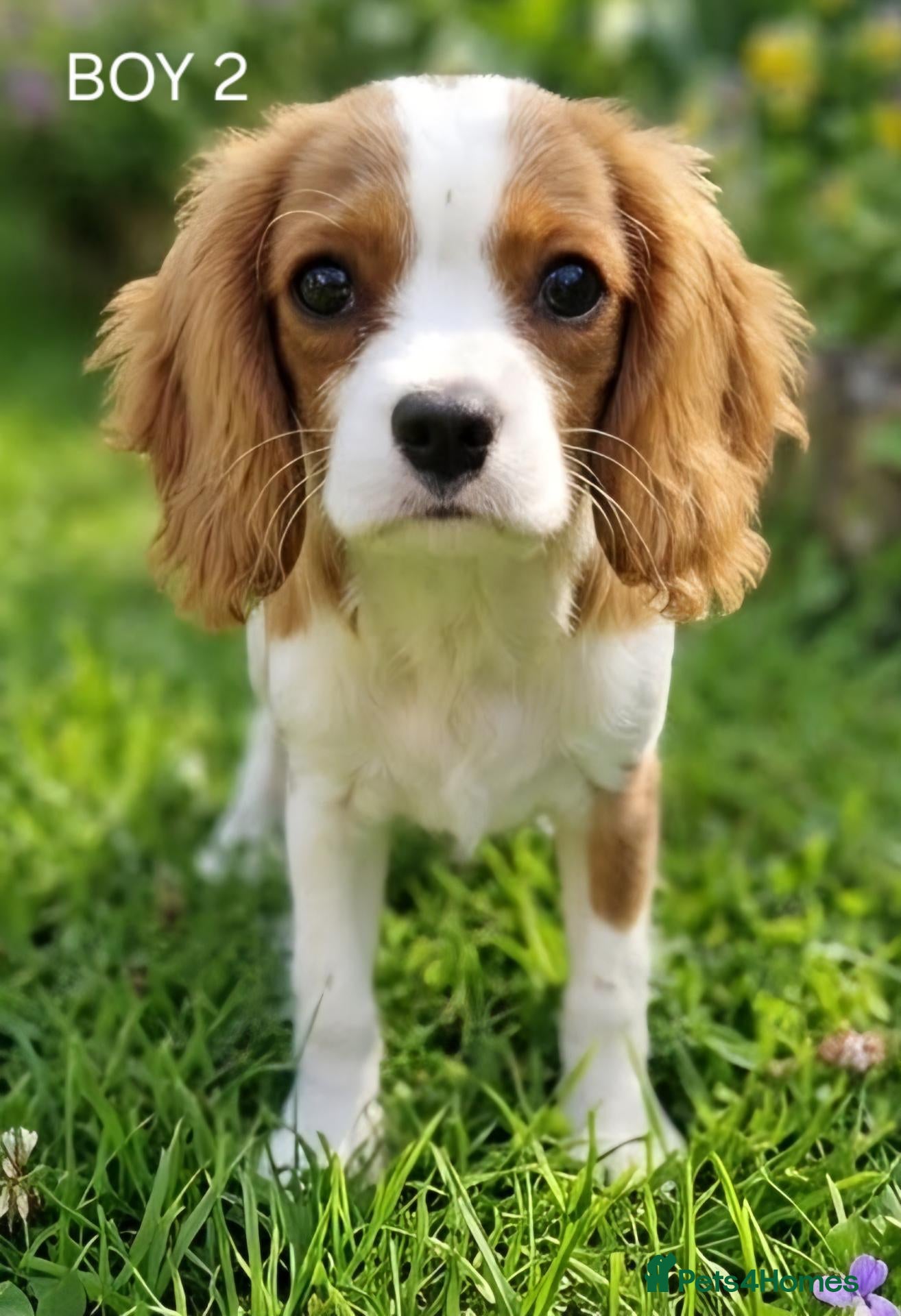 Cavalier King Charles Spaniel dogs Blenheim Cavalier King Charles Spaniel Puppies - Advert 1