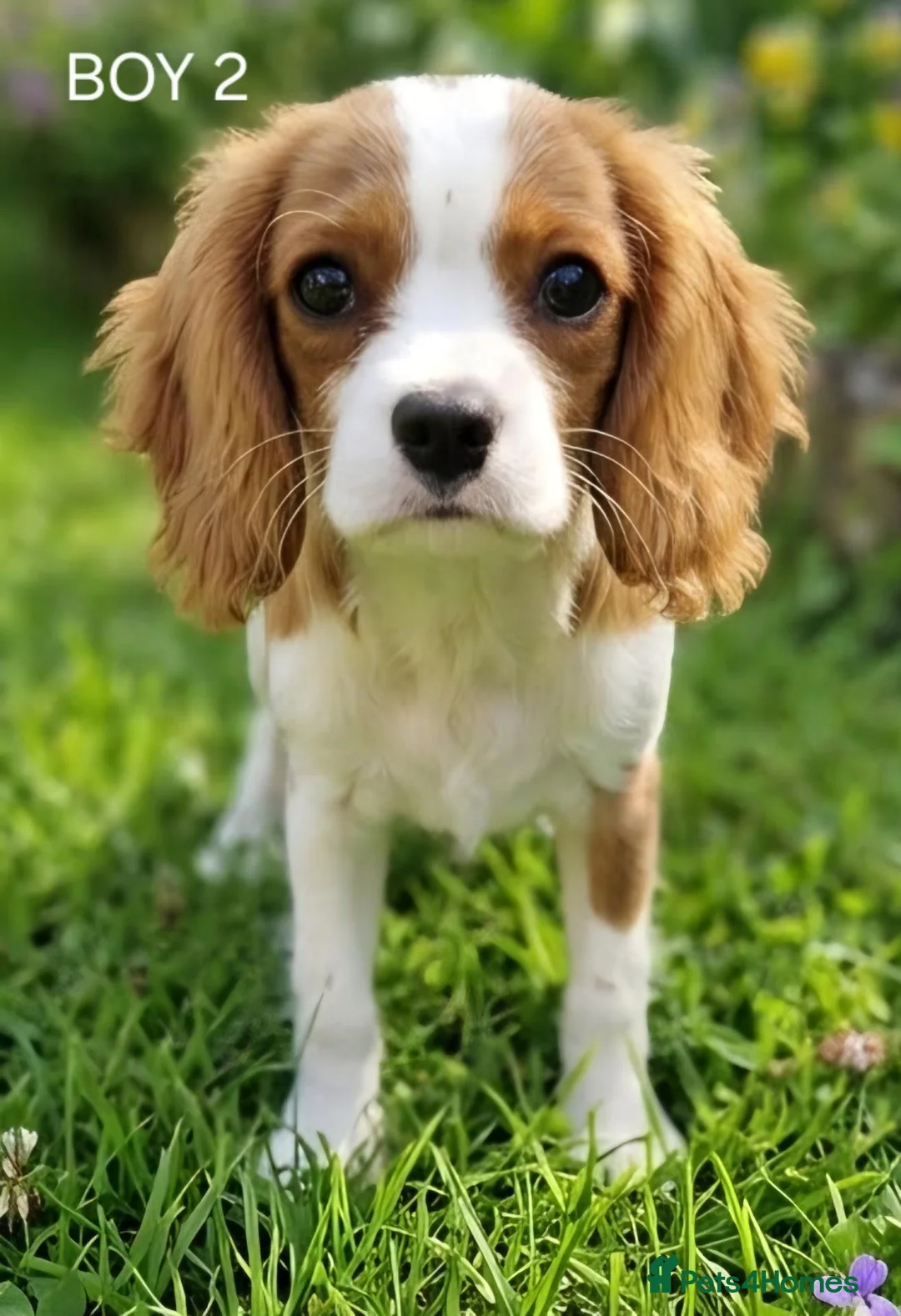 Cavalier King Charles Spaniel dogs for sale: Blenheim Cavalier King Charles Spaniel Puppies - Advert 1