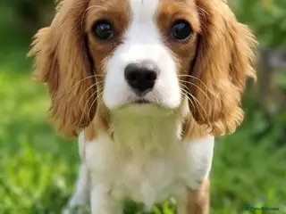 Cavalier King Charles Spaniel dogs Blenheim Cavalier King Charles Spaniel Puppies - Advert 13