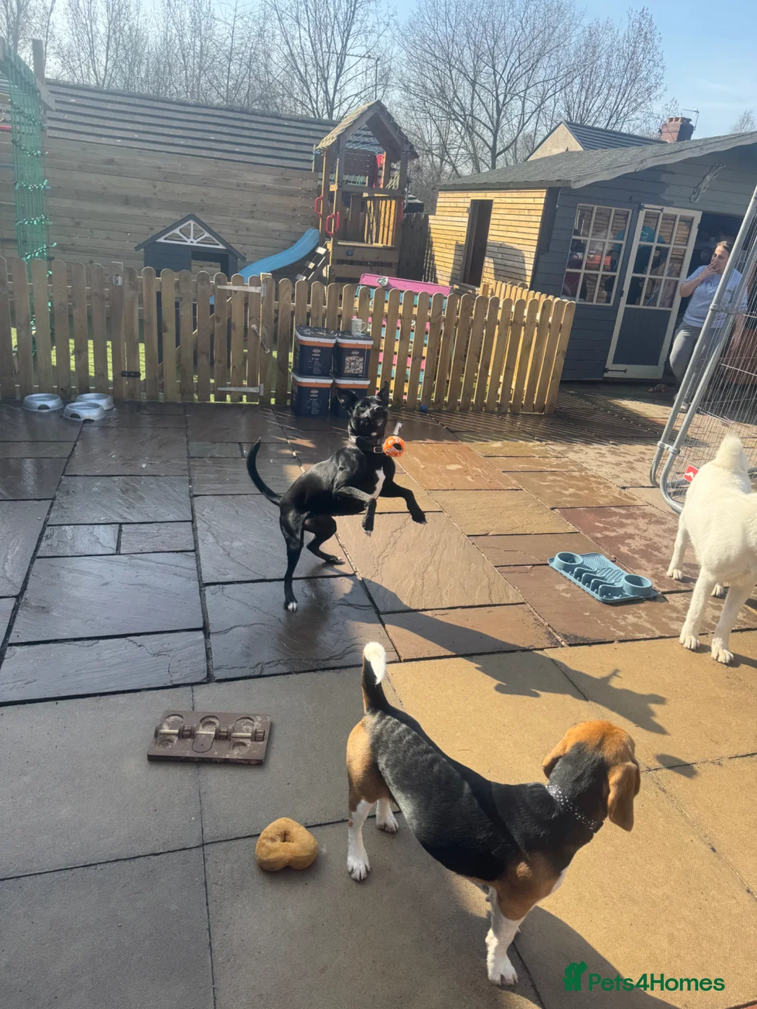 Whippet dogs for sale: Whippet x 1 year old  - Advert 1