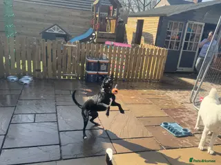 Whippet dogs Whippet x 1 year old - Advert 9