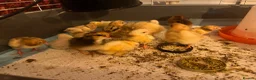 Chickens poultry for sale: Chicks and hatching eggs  - Advert 6
