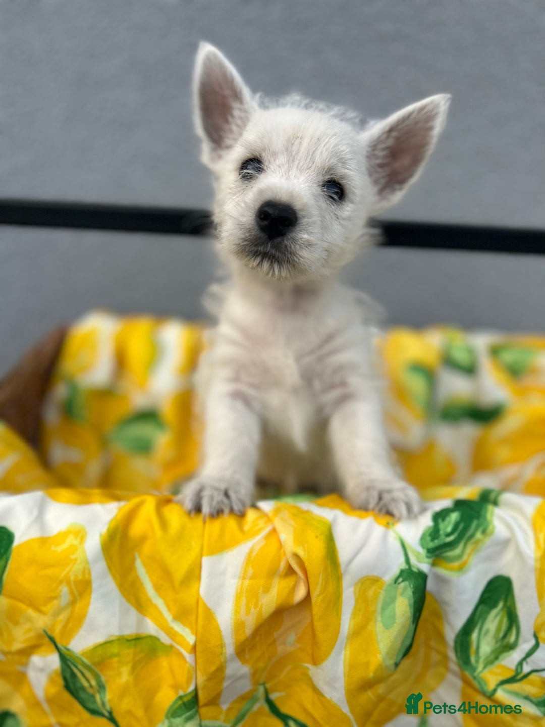 West Highland Terrier dogs for sale: West highland terrier puppies  - Image 22