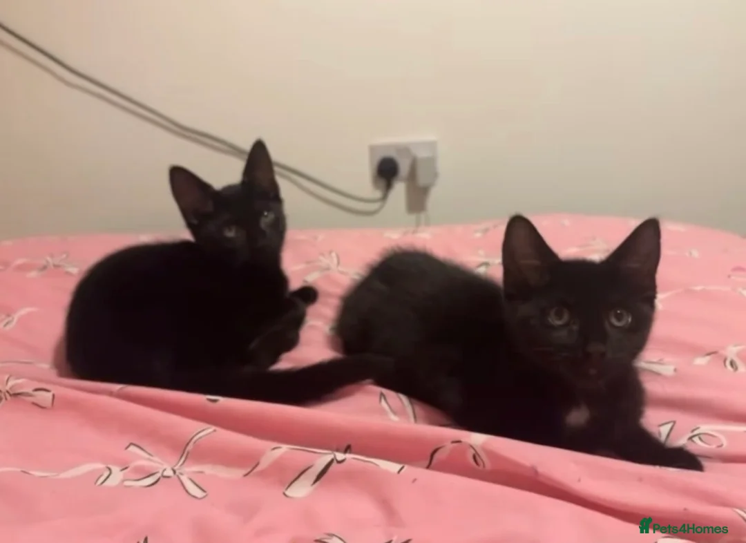 Bombay cats for sale: 2 black girl cats  in Slough - Advert 2