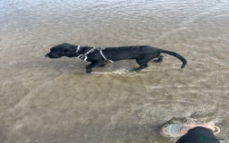 Springador dogs for sale: Milo  - Image 6
