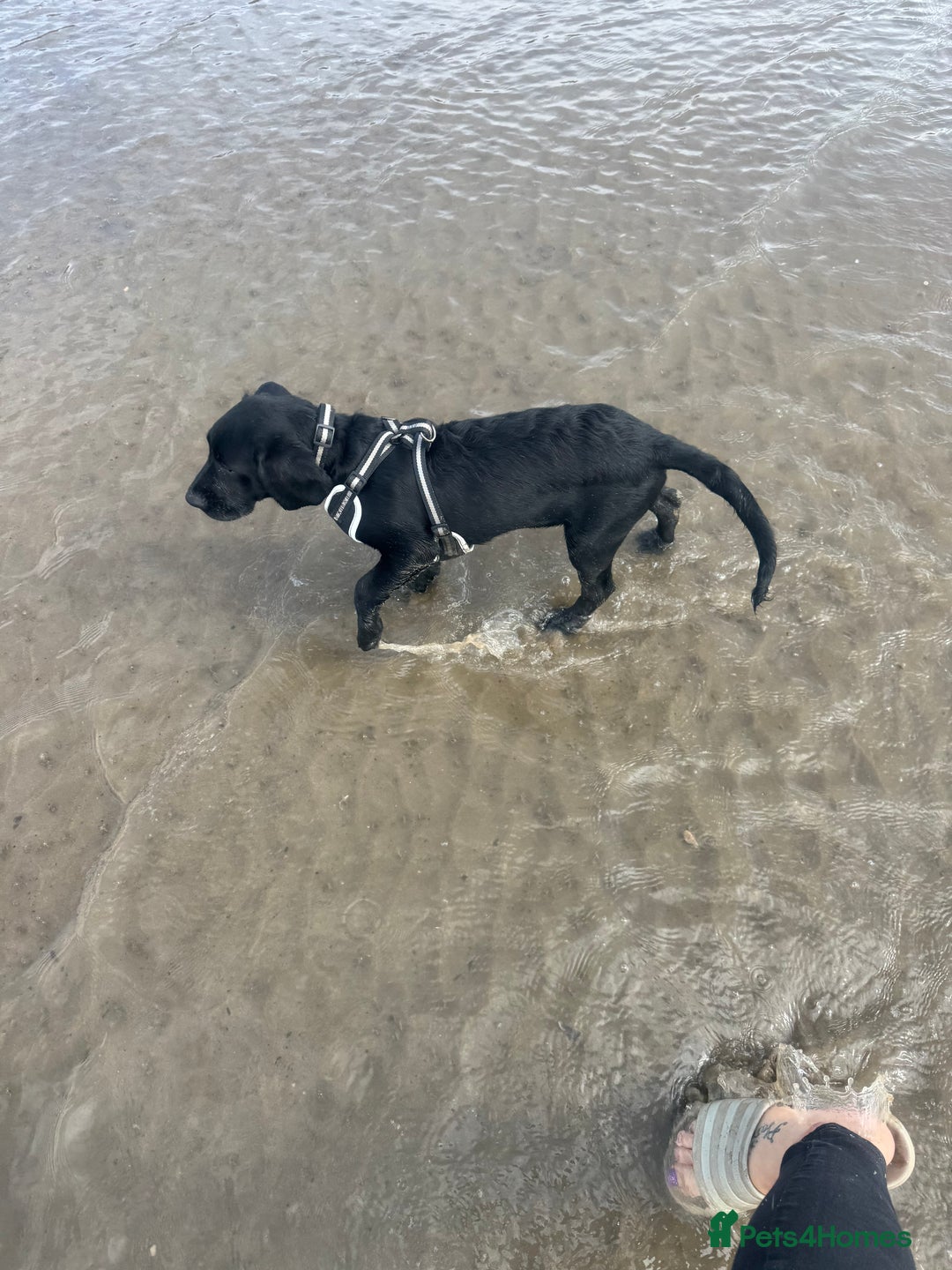 Springador dogs for sale: Milo  - Image 6