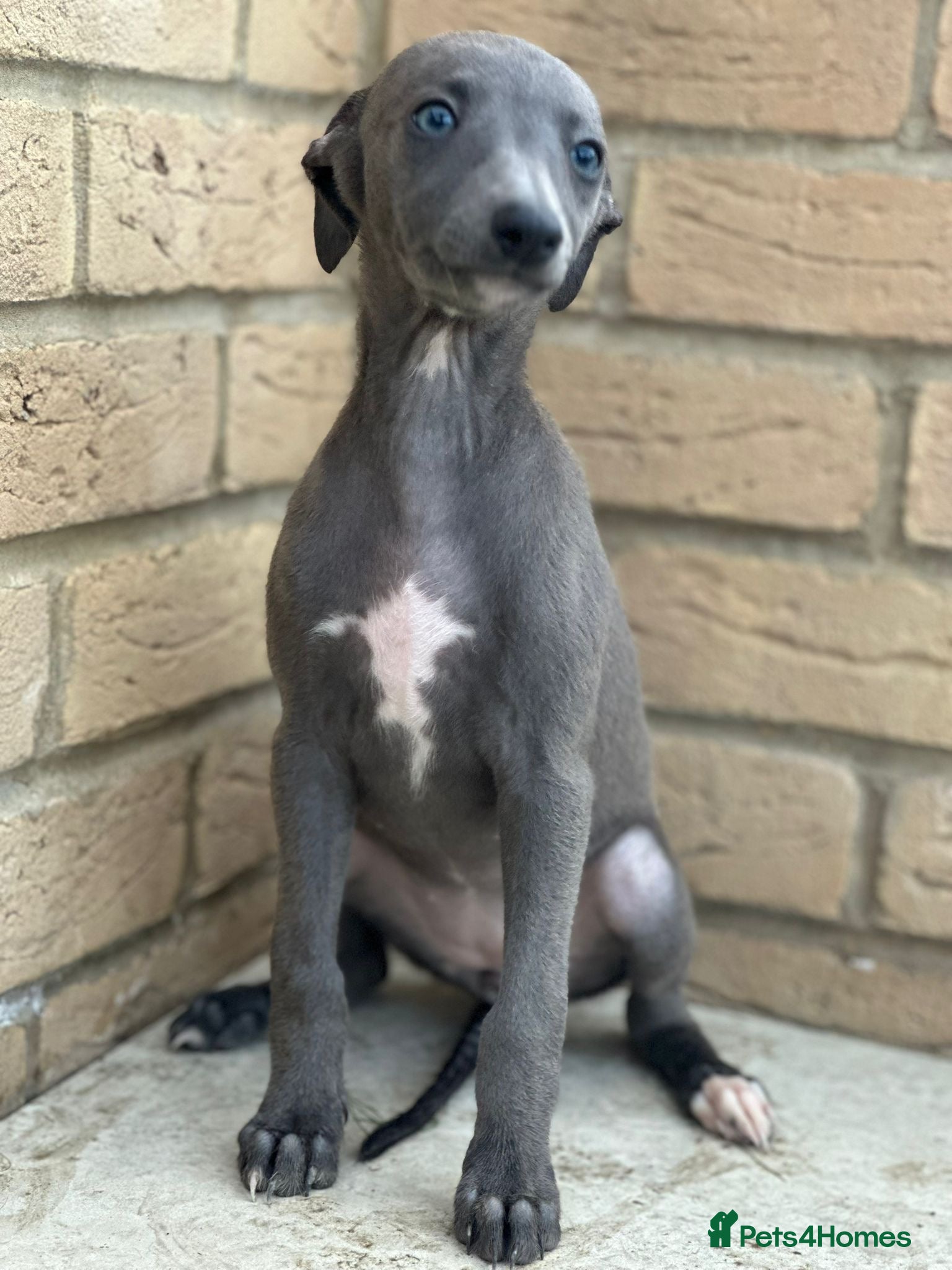 Whippet dogs for sale: Whippet pups ready now! - Advert 15