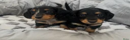 Miniature Dachshund dogs for sale: Long Hair Miniature Dachshunds  in Doncaster - Advert 12