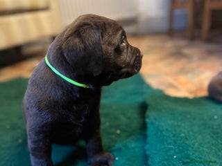 Labrador Retriever dogs - Advert 6