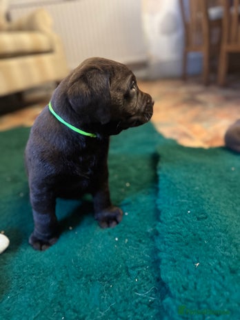 Labrador Retriever dogs - Advert 3