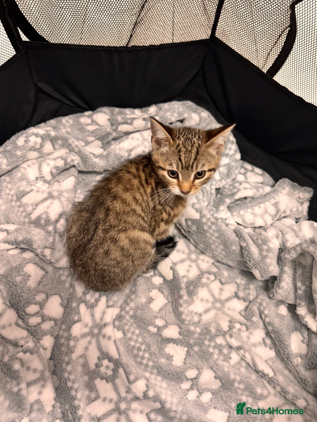 Mixed Breed cats for sale: Tabby kittens available  - Advert 7