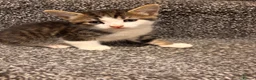 American Shorthair cats for sale: 4 male american shorthairs in Farnborough - Advert 8