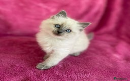 Ragdoll cats for sale: precious blue eye Ragdolls.  - Image 1
