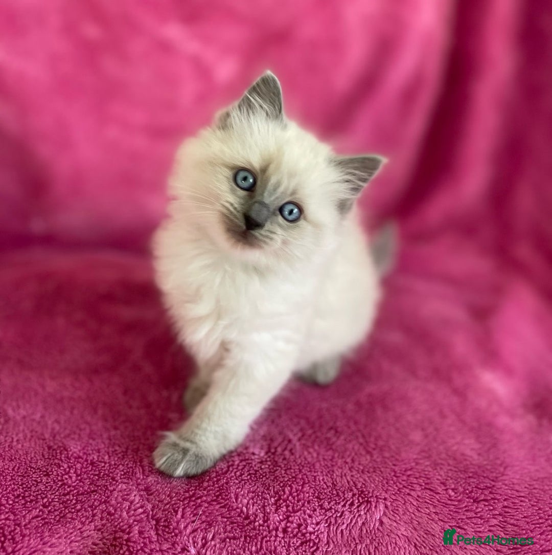Ragdoll cats for sale: precious blue eye Ragdolls.  - Image 1
