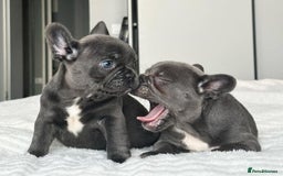 French Bulldog dogs for sale: Family Raised French Bulldog Puppies- Vet Approved - Image 2