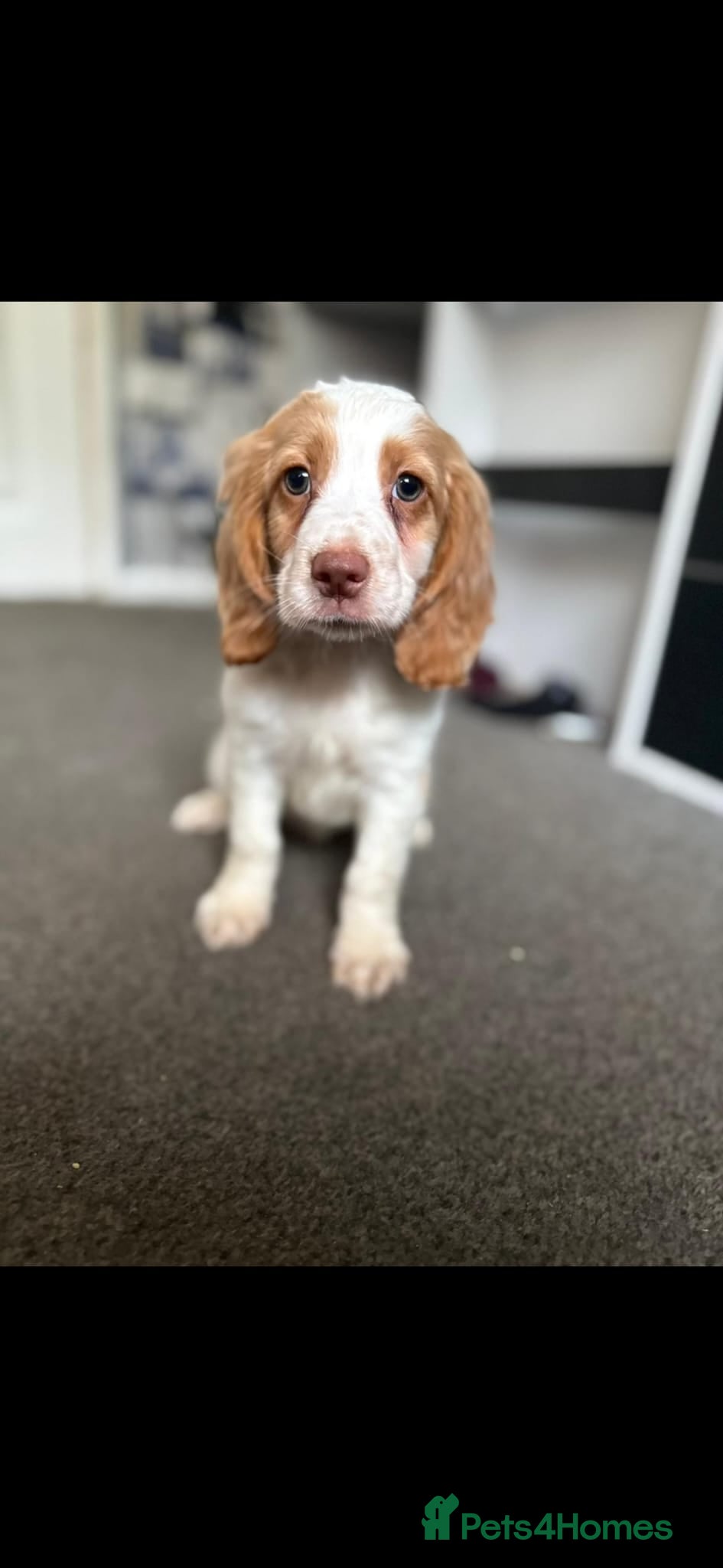 Cocker Spaniel dogs Cocker spaniel pups fully vaccinated males only - Advert 3