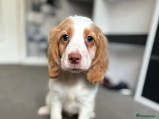 Cocker Spaniel dogs Cocker spaniel pups fully vaccinated males only - Advert 18