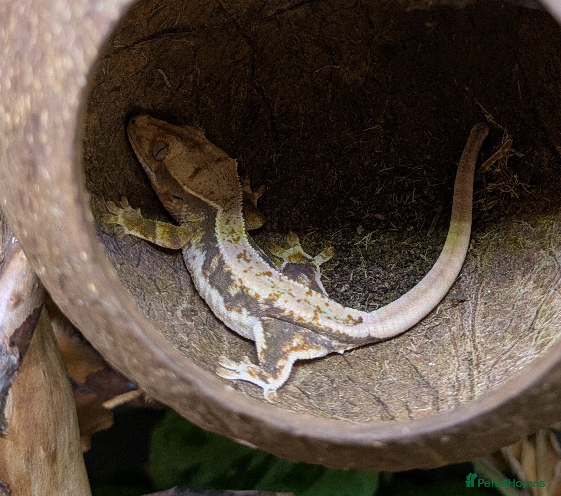 Gecko reptiles Crested Gecko Babies  - Advert 1