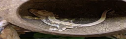 Gecko reptiles for sale: Crested Gecko Babies  - Advert 1