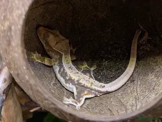 Gecko reptiles Crested Gecko Babies - Advert 1