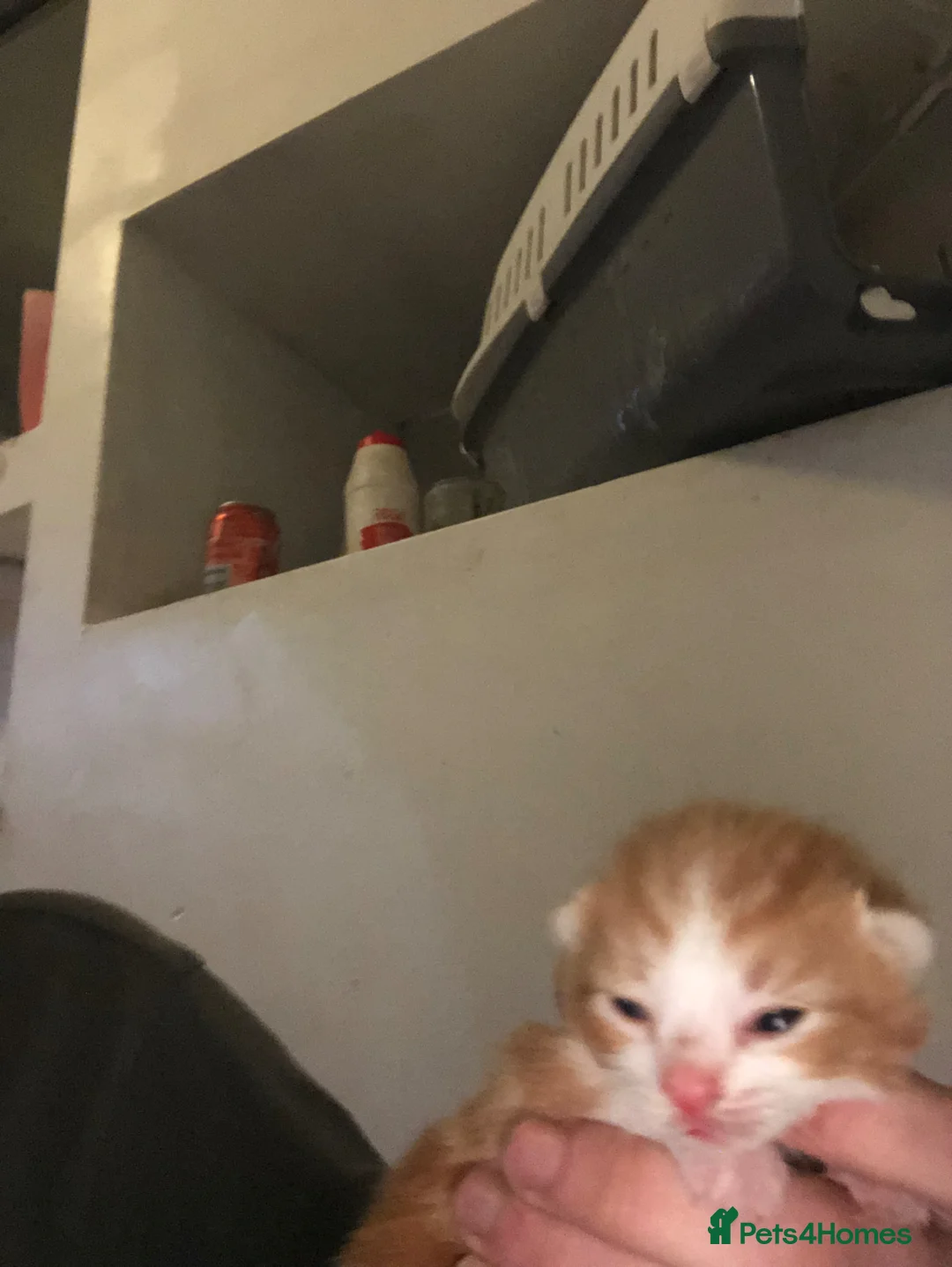 Mixed Breed cats for sale: Female ginger kittens - Advert 6