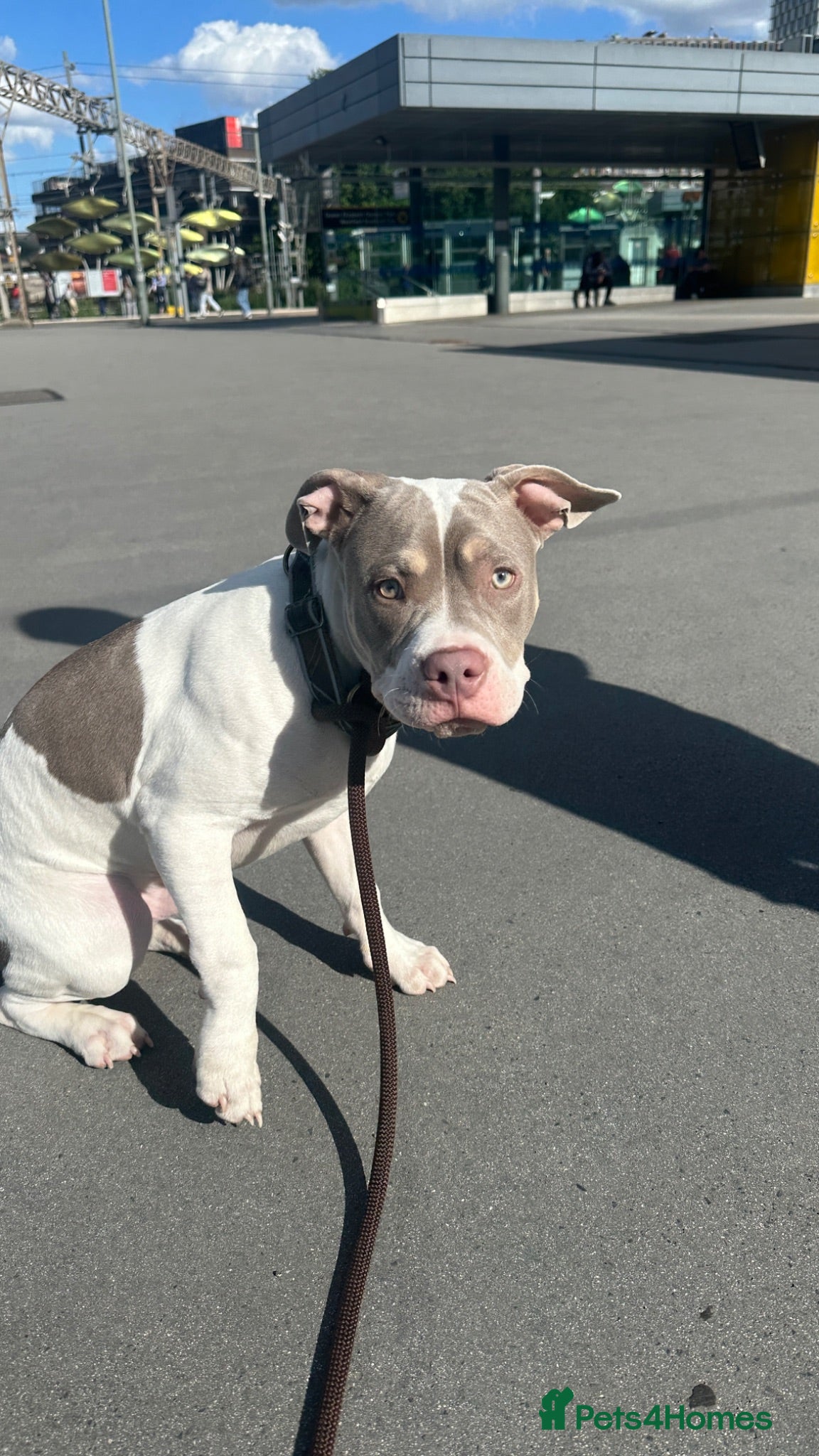 Mixed Breed dogs POCKET BULLY X FRENCHIE - Advert 3