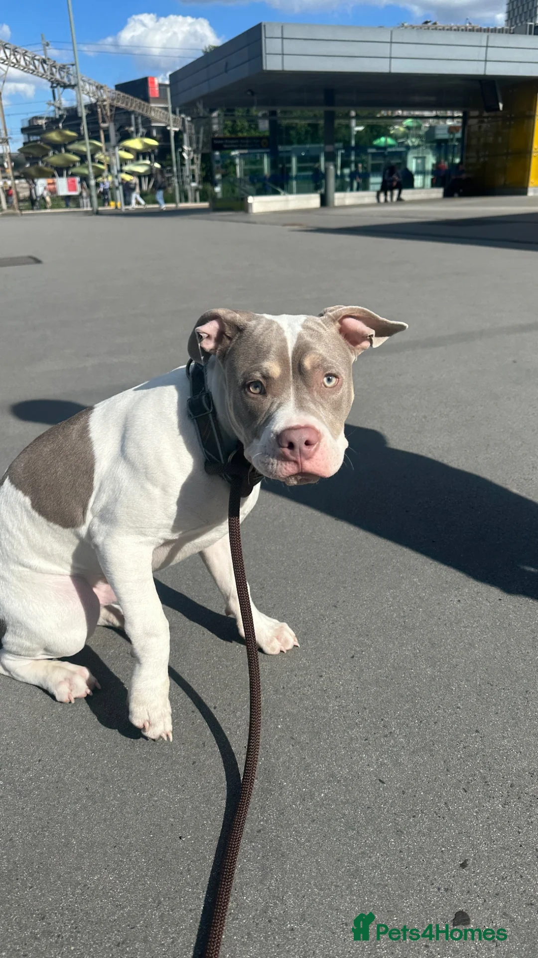 Mixed Breed dogs for sale: POCKET BULLY X FRENCHIE in Waltham Cross - Advert 1