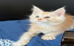 Maine Coon cats for sale: Pedigree MainCoon Kittens  - Image 8