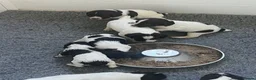 English Springer Spaniel dogs for sale: KC reg Springer spaniel Pups in Faringdon - Advert 7
