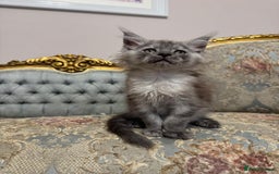 Maine Coon cats for sale: XXL Russian bloodline Maine Coon Kittens 20+Gen!🏆 - Image 5