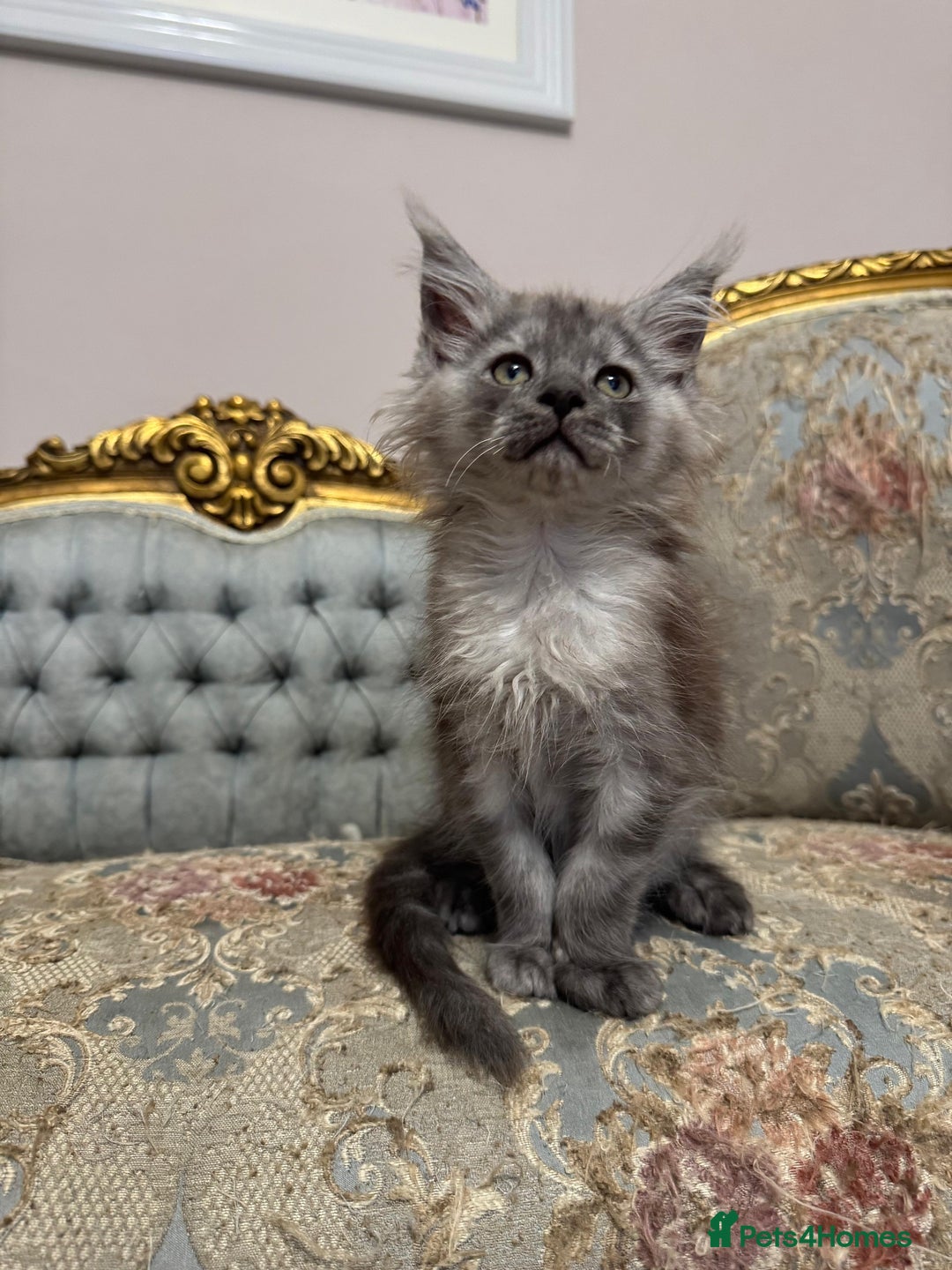 Maine Coon cats for sale: XXL Russian bloodline Maine Coon Kittens 20+Gen!🏆 - Image 5