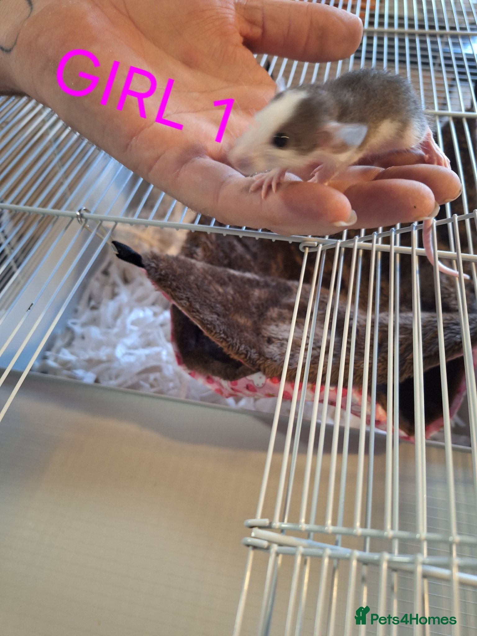 Rat rodents Baby male and female dumbos and rex rats  - Advert 2