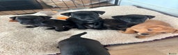 Mixed Breed dogs for sale: Plummer x Patterdale puppies  - Advert 3