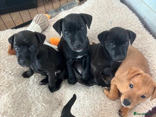 Mixed Breed dogs Plummer x Patterdale puppies - Advert 10