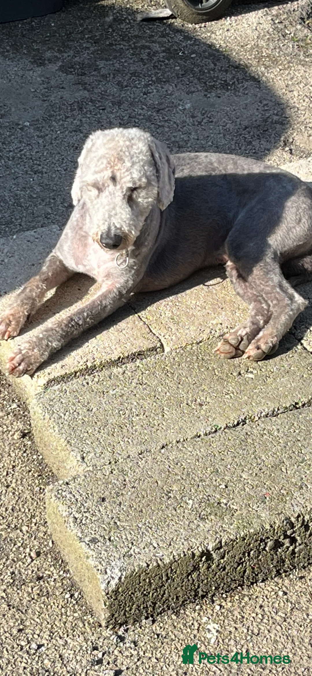 Bedlington Terrier dogs for stud: Bedlington terrier for std in Barnsley - Advert 5