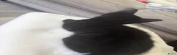 Mixed Breed cats for sale: Bengal mix black kittens Ready to go now  - Advert 2