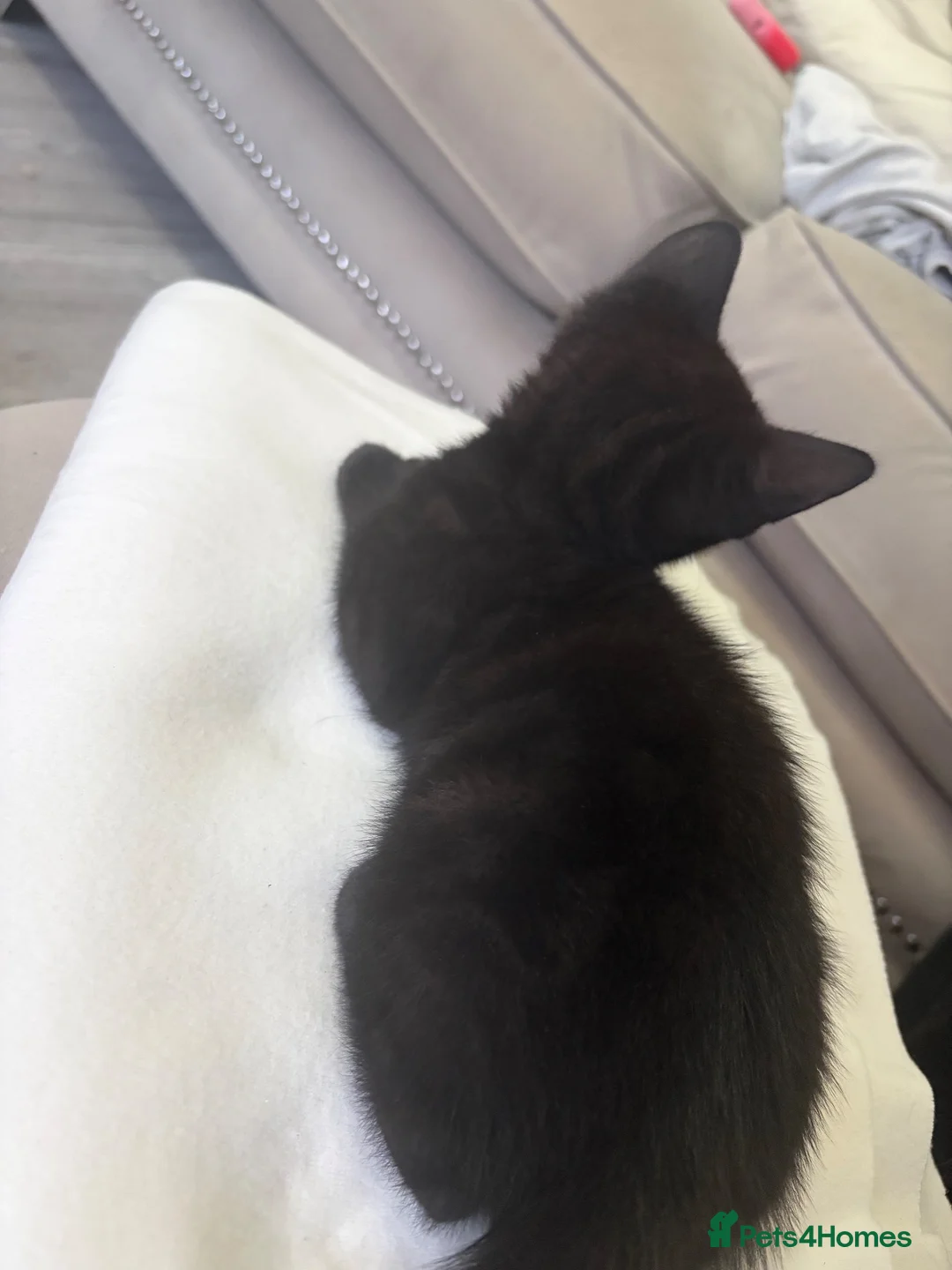 Mixed Breed cats for sale: Bengal mix black kittens Ready to go now  - Advert 2
