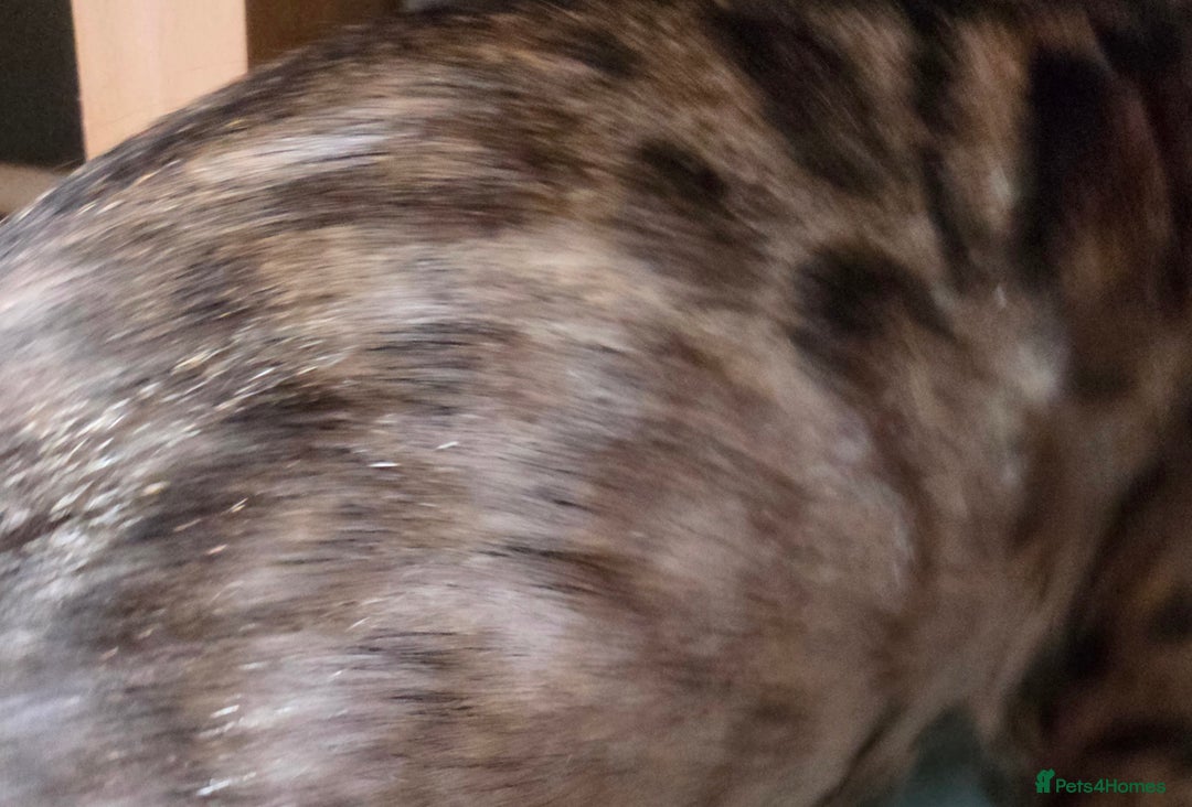 Bengal cats for sale: Bengal girl tica active registered read full add - Advert 4