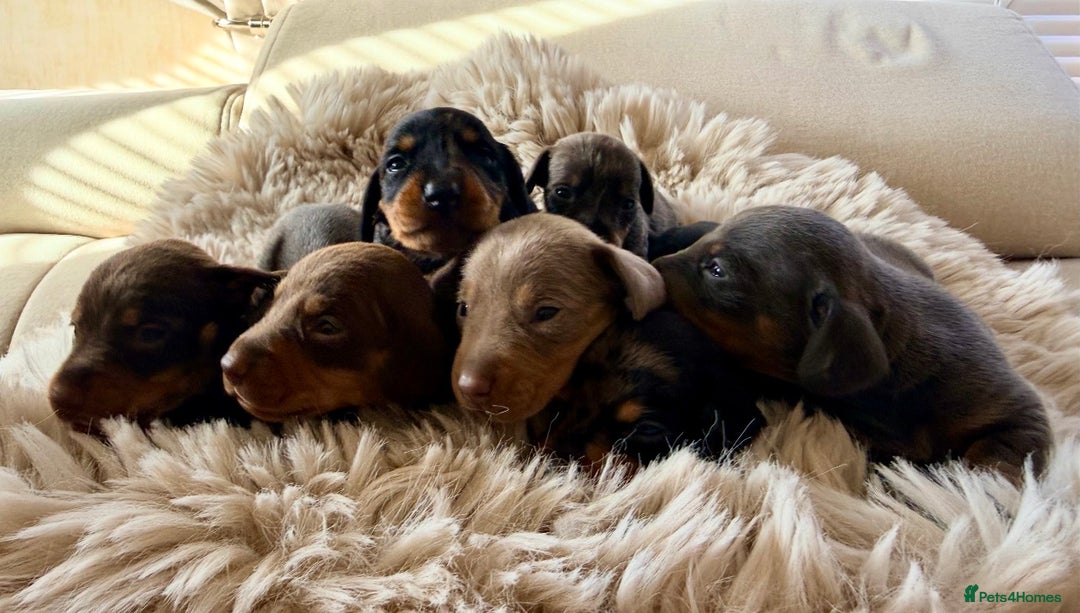 Dachshund dogs for sale: Beautiful mini dachshunds puppies  - Image 7