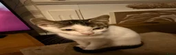 Mixed Breed cats for sale: Half Sphynx boy  - Advert 6