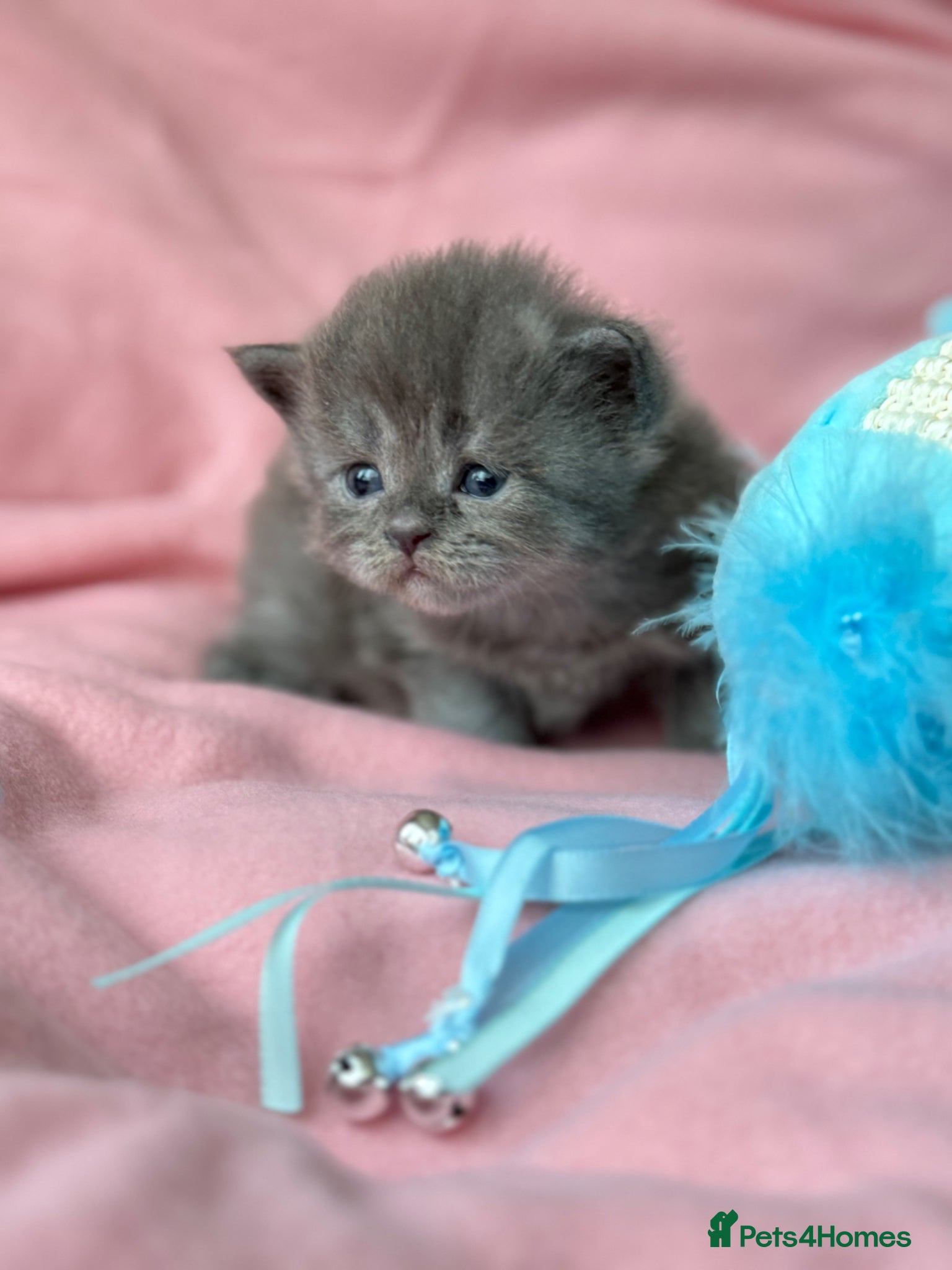 Mixed Breed cats Maine coon cross Scottish fold/pointed blue girl  - Advert 11