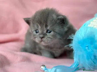 Mixed Breed cats Maine coon cross Scottish fold/pointed blue girl - Advert 11