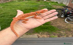 Bearded Dragon reptiles for sale: Bearded Dragon. Blue bar Tiger Stripe  - Image 6