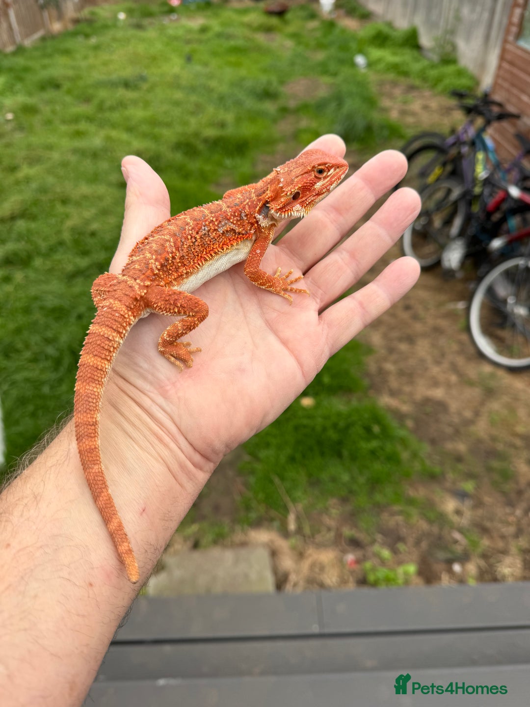Bearded Dragon reptiles for sale: Bearded Dragon. Blue bar Tiger Stripe  - Image 6