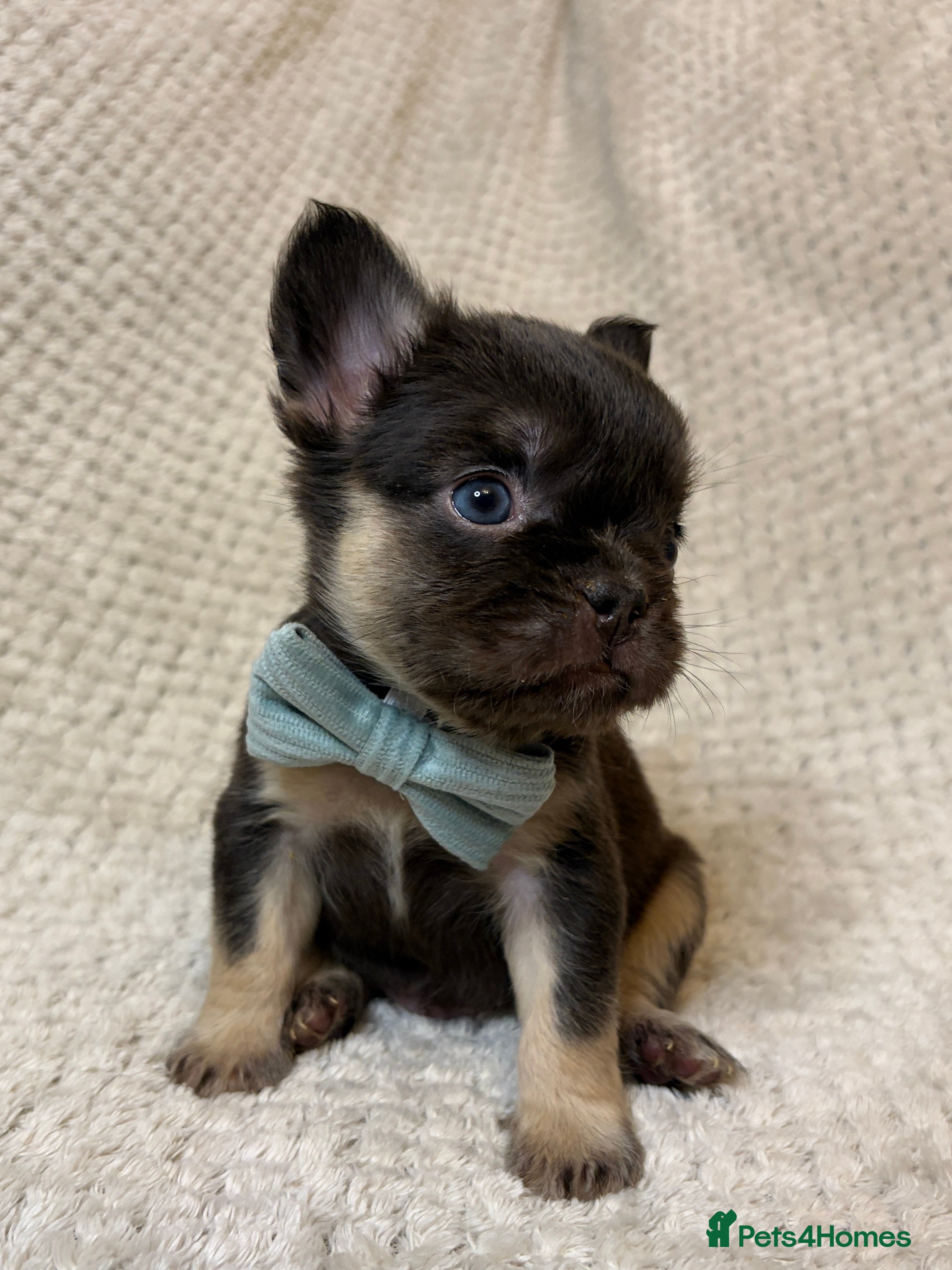 French Bulldog dogs Fluffy French Bulldogs in Bangor - Advert 4