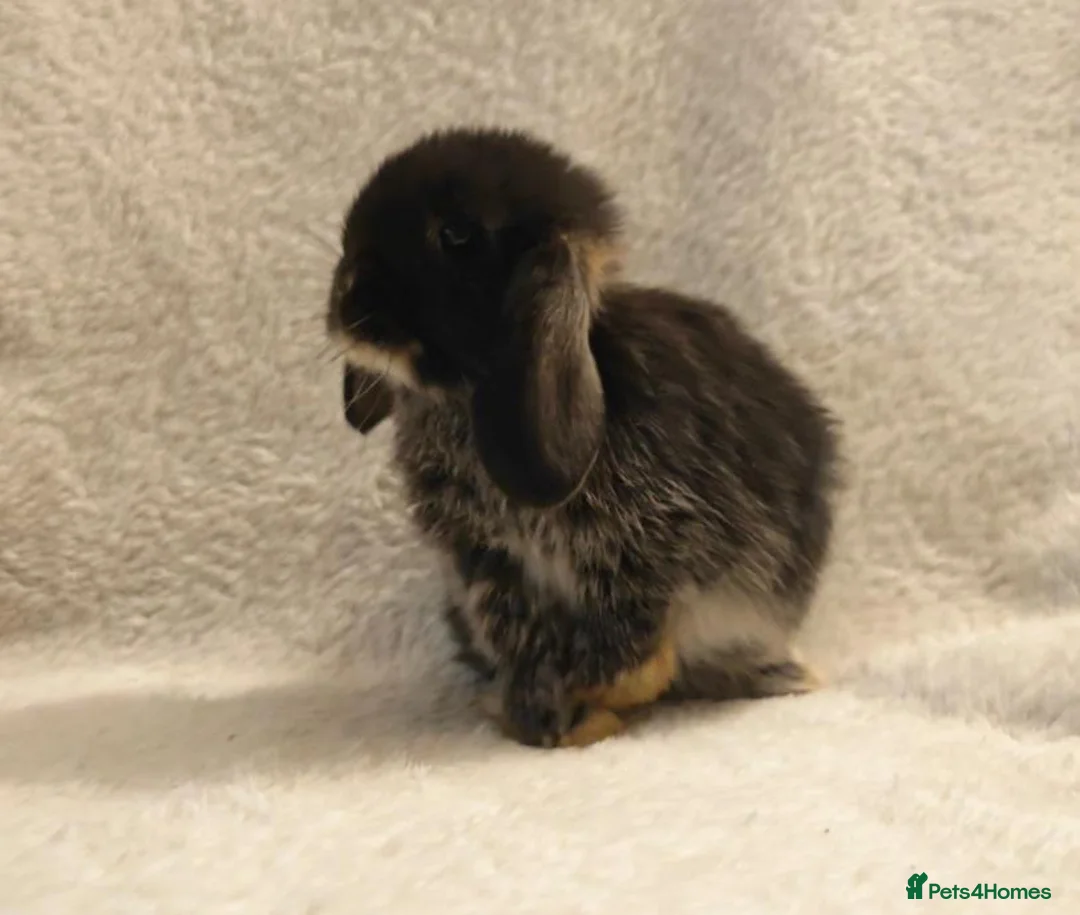 Mini Lop rabbits for sale: Beautiful Mini Lop Bunnies  - Advert 10