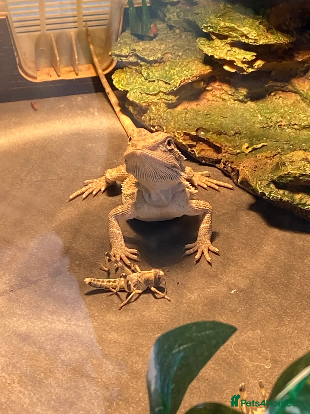 Bearded Dragon reptiles for sale: Gorgeous bearded dragon.  - Advert 23