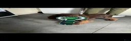 Sprocker dogs for sale: Sprocker puppies  in Dalry - Advert 2