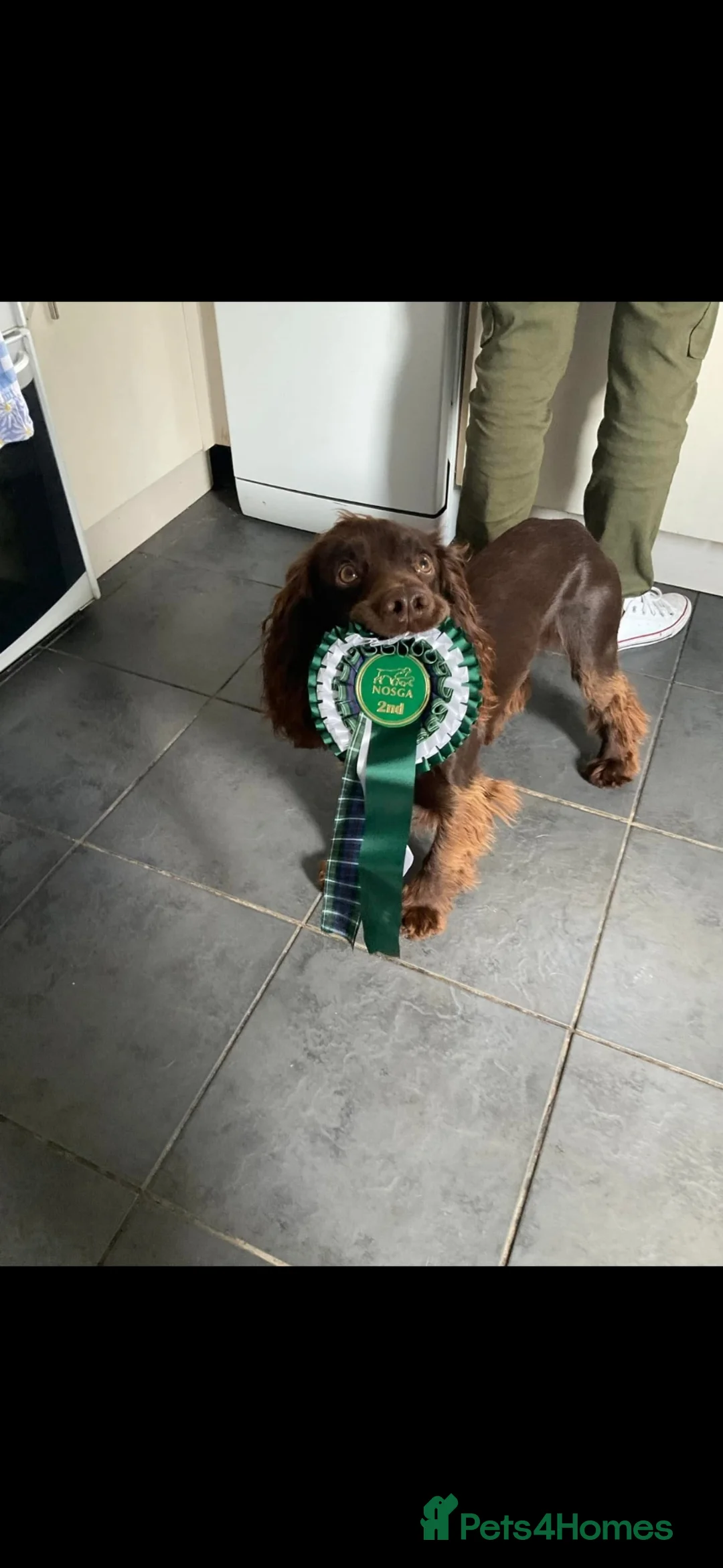 Sprocker dogs for sale: Sprocker puppies  in Dalry - Advert 2