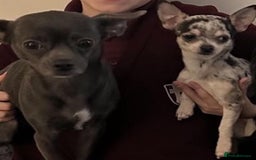 Chihuahua dogs for sale: 4 Stunning Male Apple Head Chihuahua Puppies - Image 9